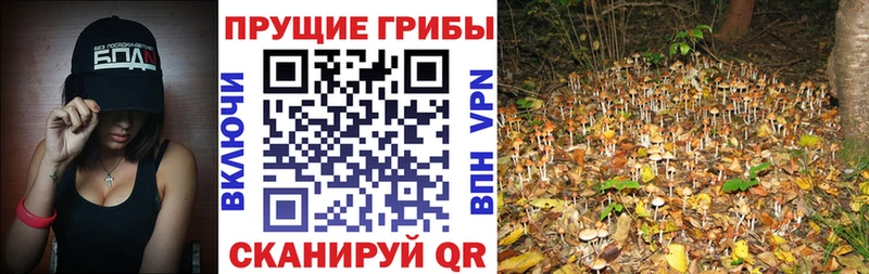 купить наркотик  Дорогобуж  Галлюциногенные грибы прущие грибы 